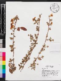 Rubus trivialis image