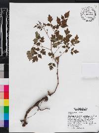 Nekemias arborea image
