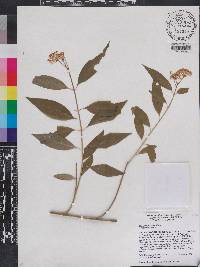 Asclepias perennis image