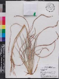 Andropogon virginicus var. glaucus image