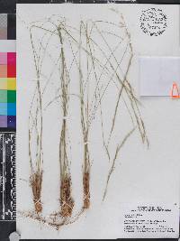 Aristida stricta image