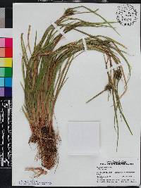 Carex louisianica image