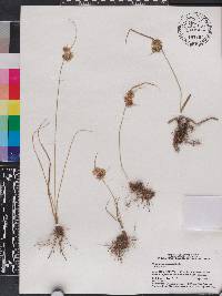 Cyperus surinamensis image