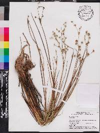 Juncus elliottii image