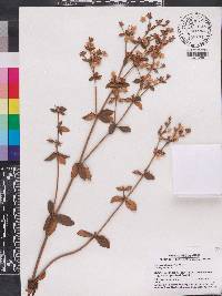 Eriogonum tomentosum image