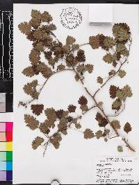 Crataegus marshallii image