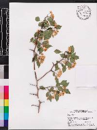 Crataegus viridis image