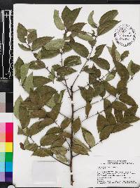 Zanthoxylum clava-herculis image