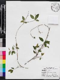 Berchemia scandens image