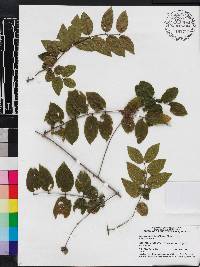 Sageretia minutiflora image