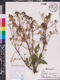 Aralia spinosa image