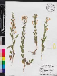 Scutellaria multiglandulosa image