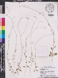 Wahlenbergia marginata image