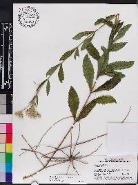 Eupatorium album image