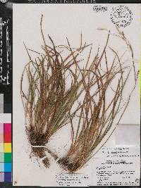 Carex styloflexa image