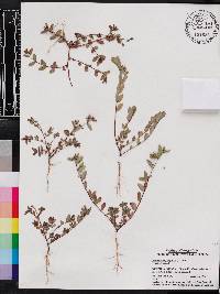 Chamaesyce hyssopifolia image