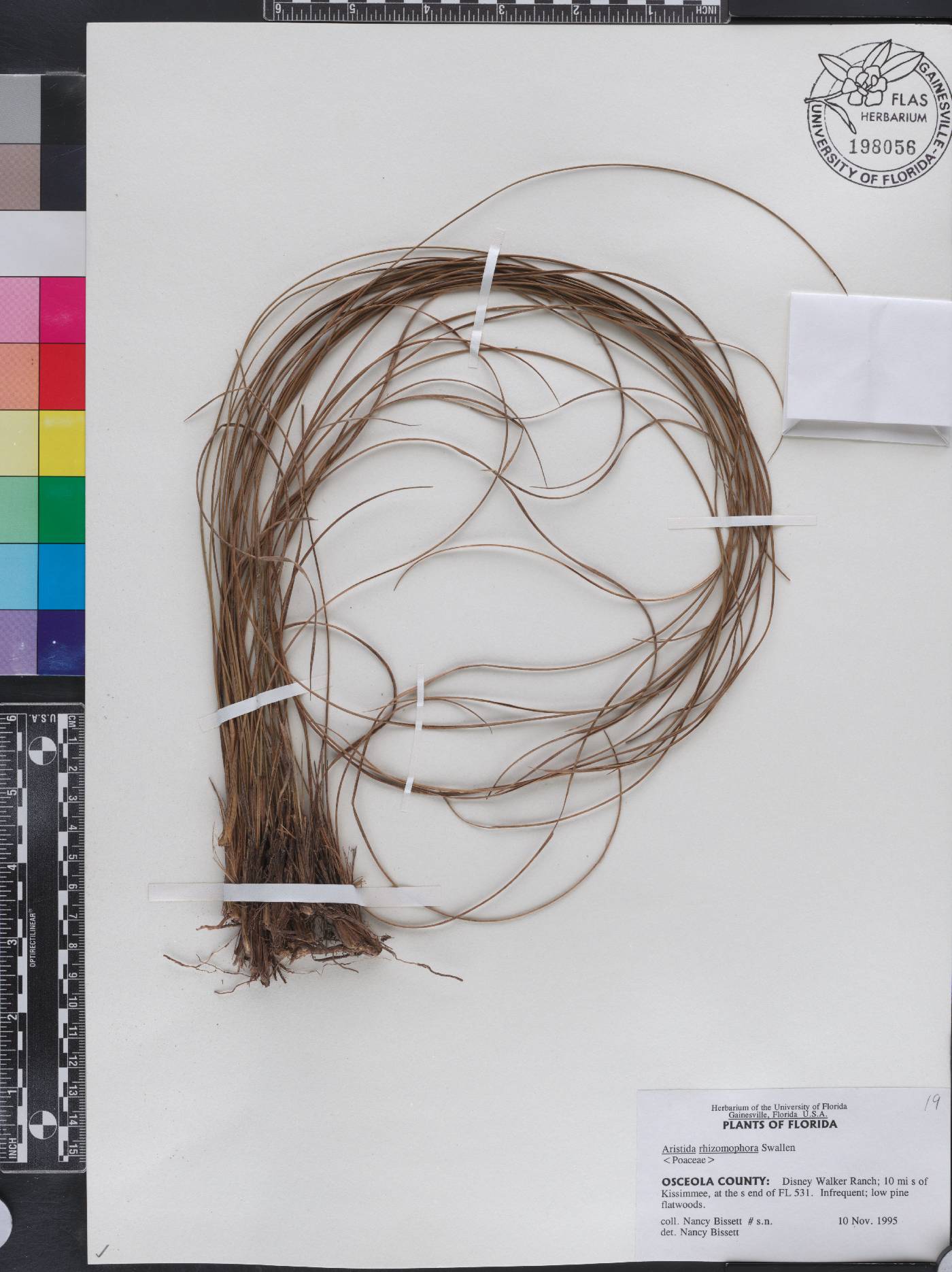 Aristida rhizomophora image