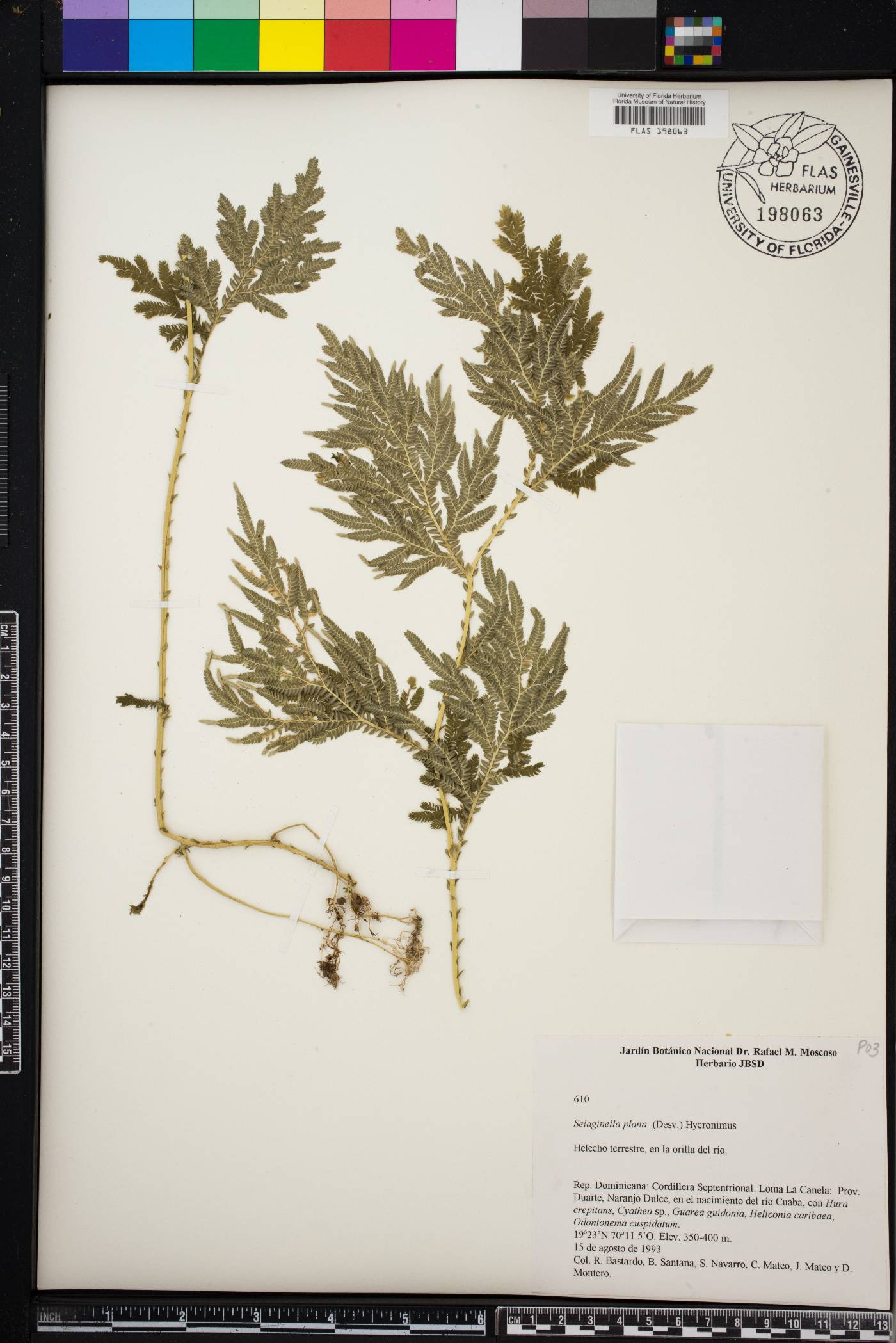 Selaginella plana image