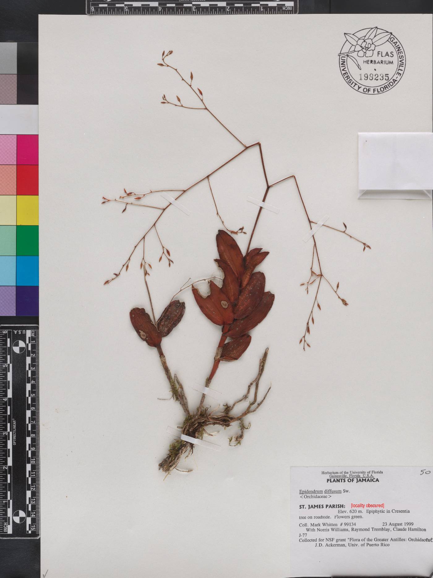 Epidendrum diffusum image
