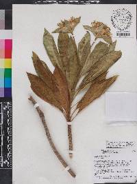 Lisianthius umbellatus image