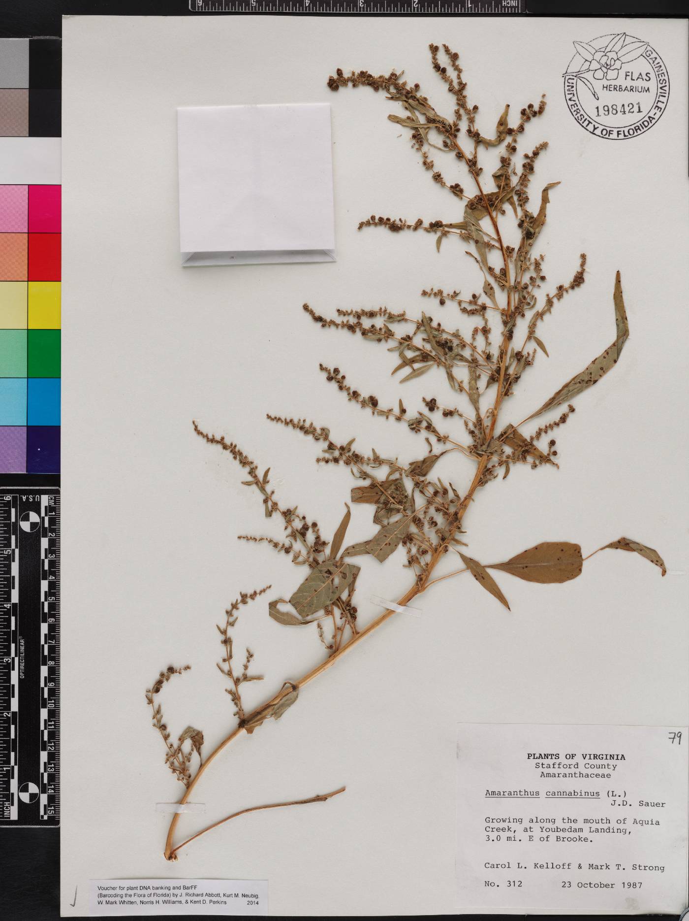 Amaranthus cannabinus image