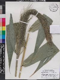 Thysanolaena latifolia image