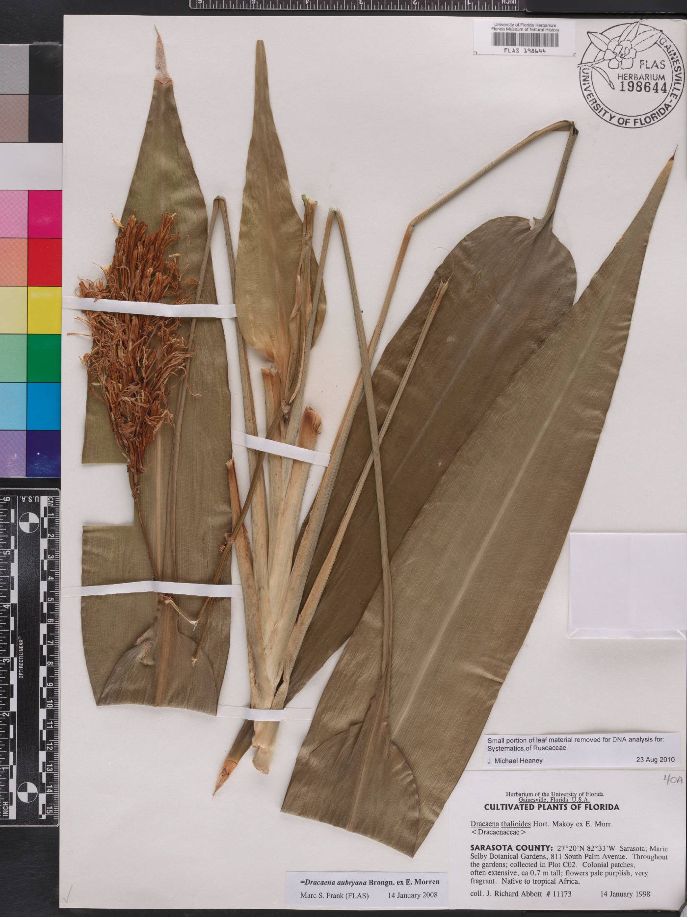 Dracaena aubryana image