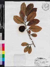Artocarpus nitidus image