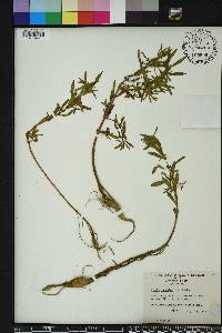 Rotala ramosior image