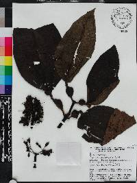 Tococa guianensis image