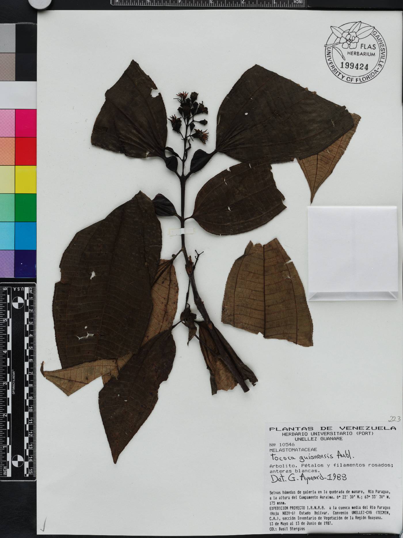 Tococa guianensis image