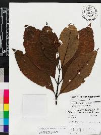 Media resource of Sabicea brachycalyx