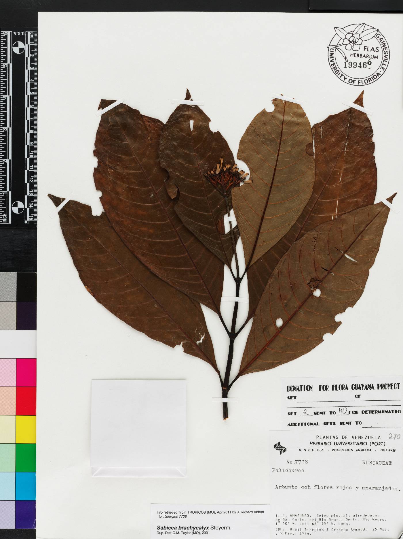 Sabicea brachycalyx image