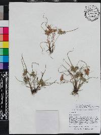 Cyperus pumilus image