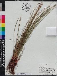 Eleocharis tricostata image