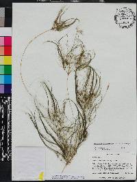 Eleocharis confervoides image