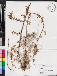 Rubus argutus image