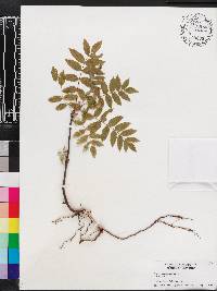 Sorbus americana image