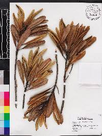 Elaeocarpus dentatus image