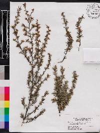 Leptospermum scoparium image