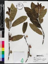 Coprosma lucida image