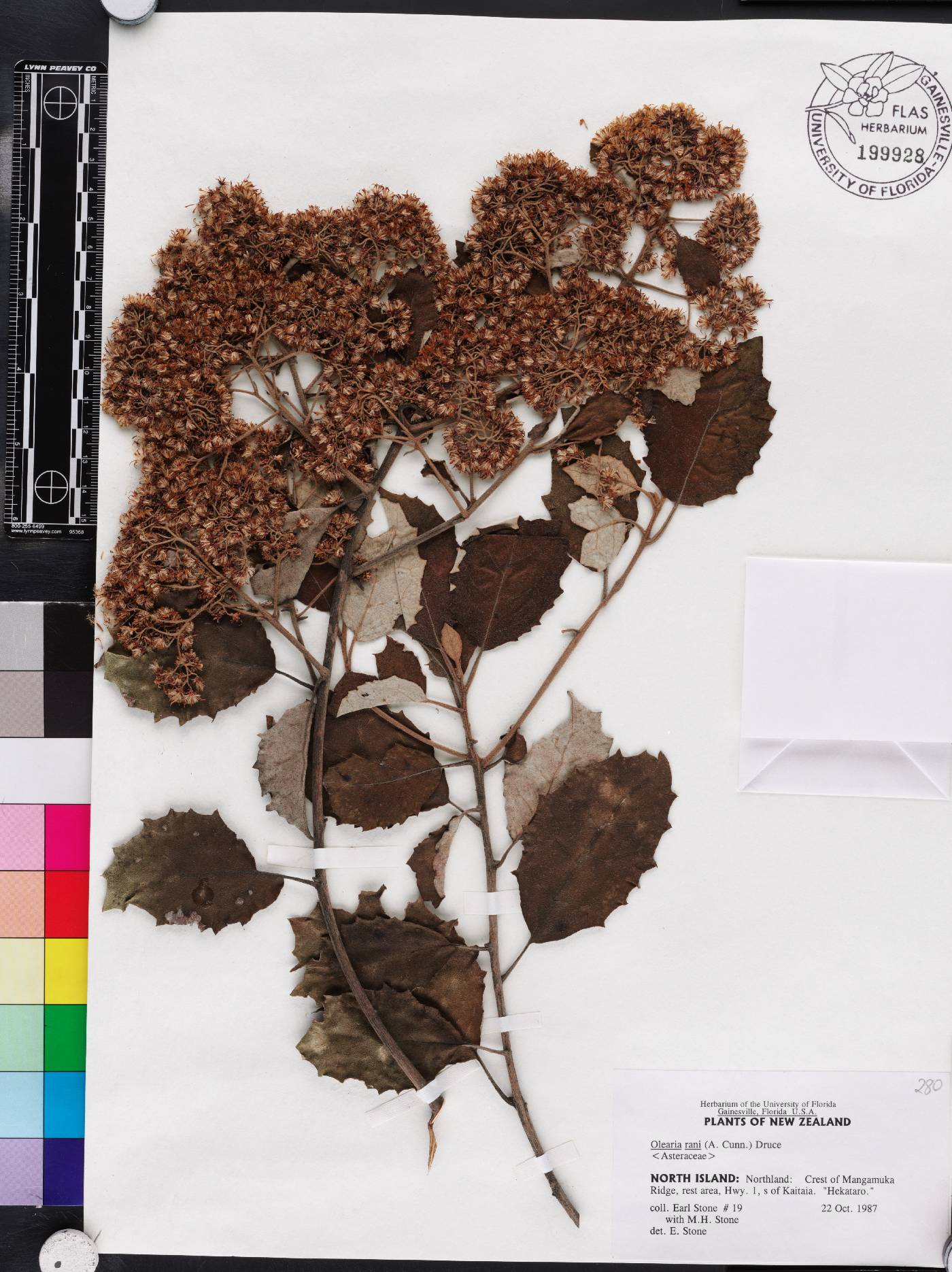 Olearia rani image