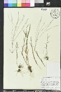 Gymnopogon brevifolius image