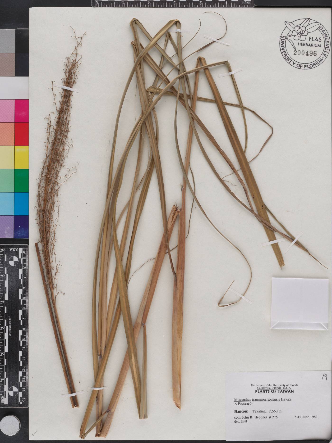 Miscanthus transmorrisonensis image