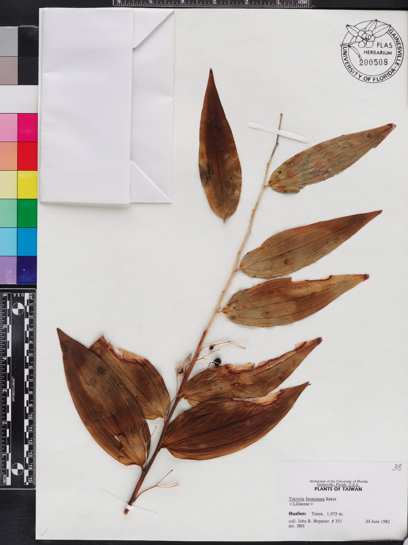 Polygonatum cyrtonema image