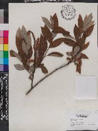 Salix fulvopubescens image