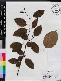 Alnus oregona image