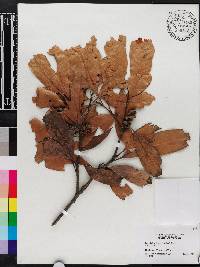 Image of Lithocarpus brevicaudatus