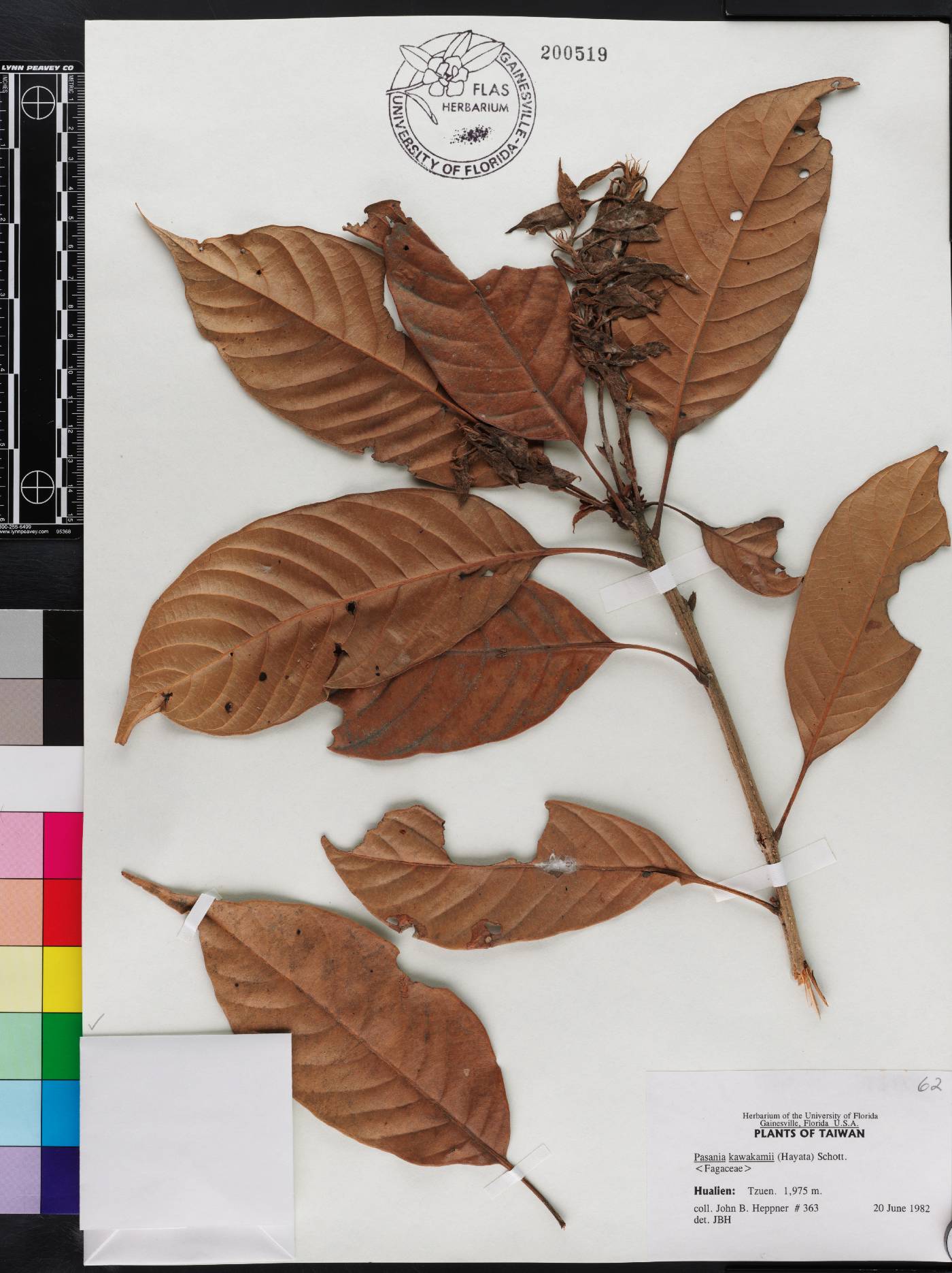 Lithocarpus kawakamii image