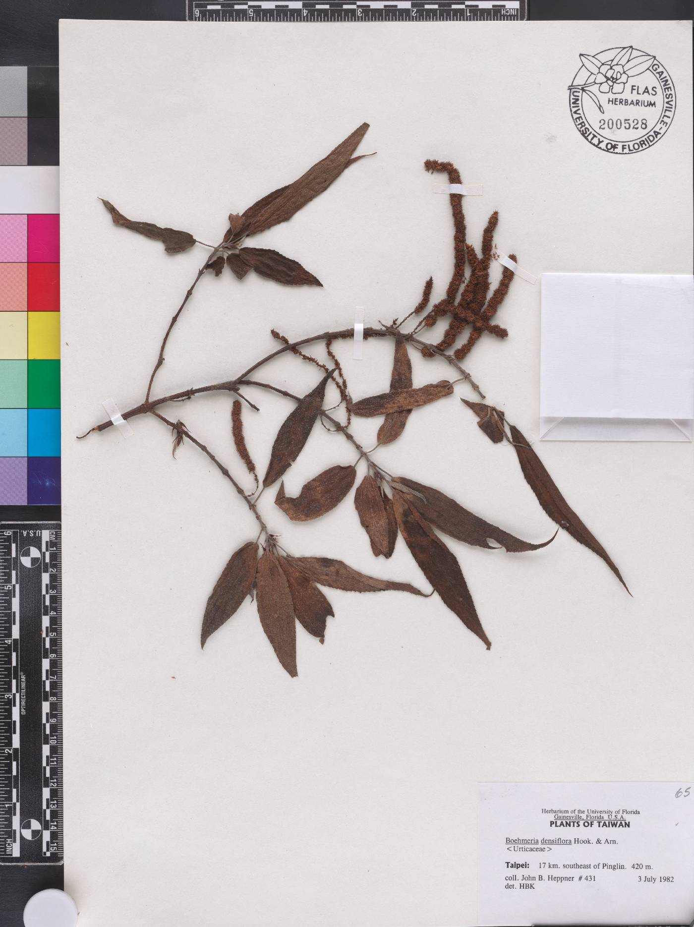 Boehmeria densiflora image